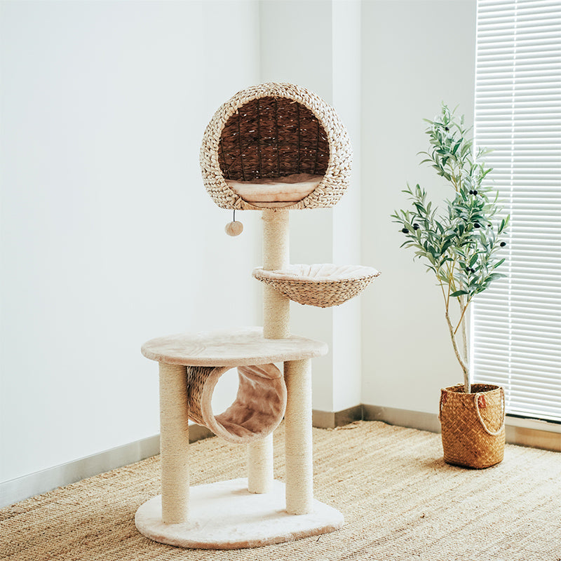 Vogelnest Kattenboom