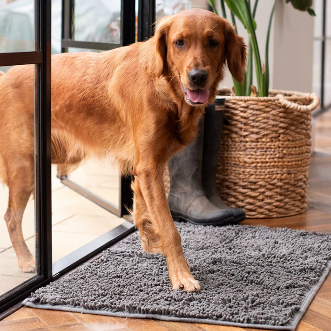 CleanPaw - Nooit meer last van vieze pootafdrukken in huis!