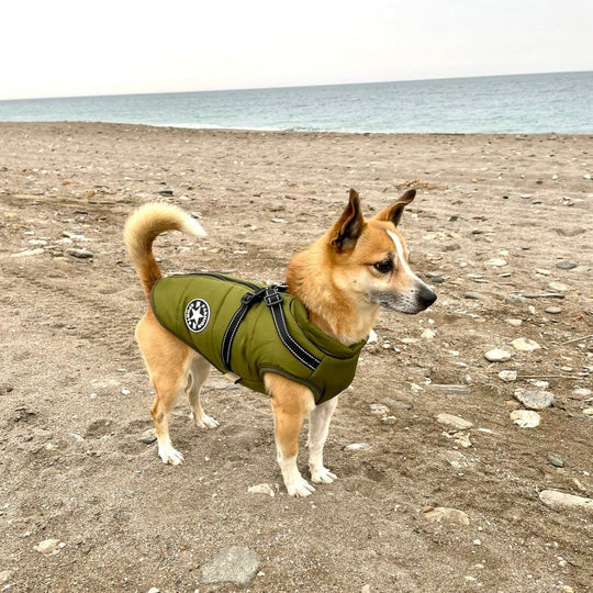Sandy | hondenjas met Ingebouwd harnas