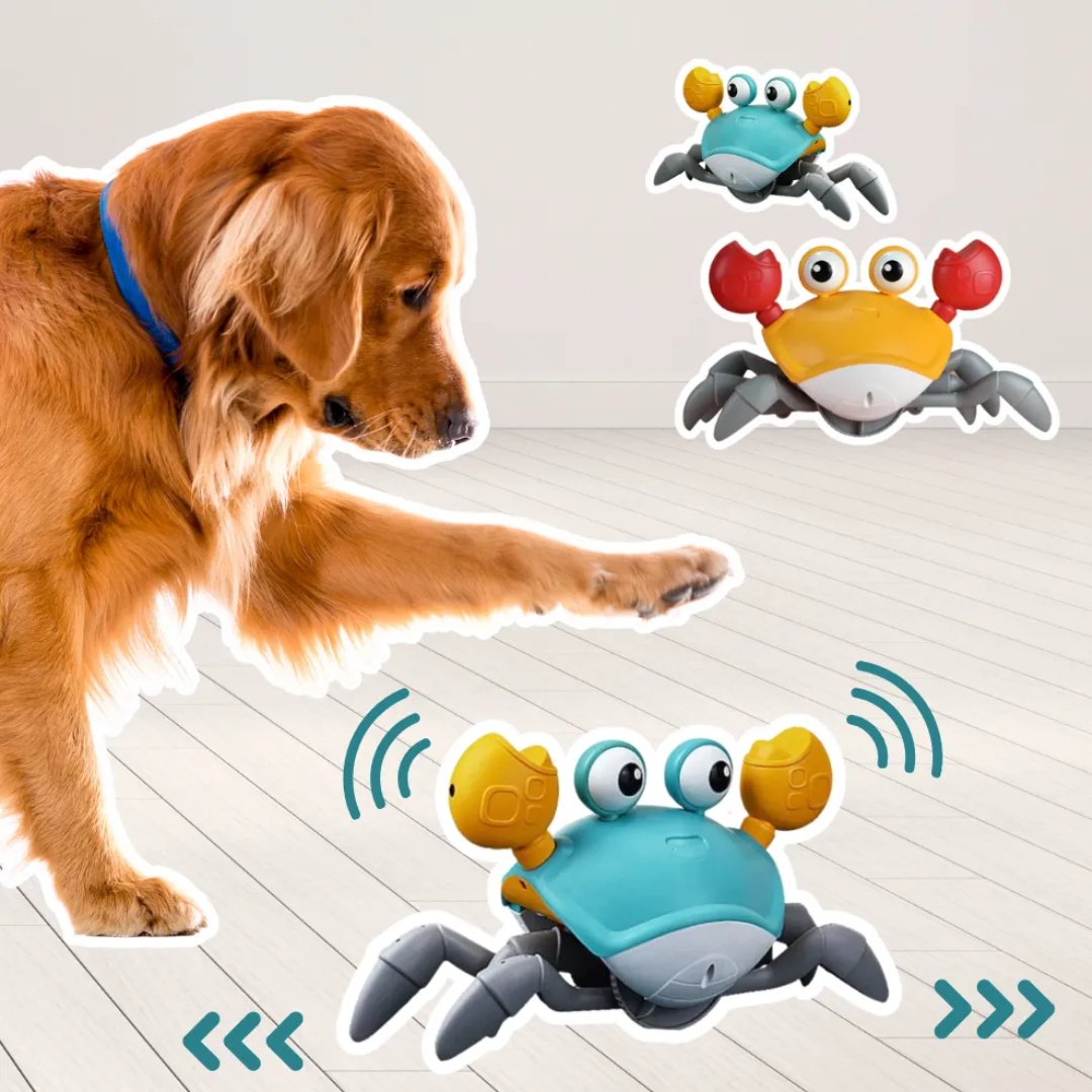 Crabby - De ultieme uitdaging voor elke hond!
