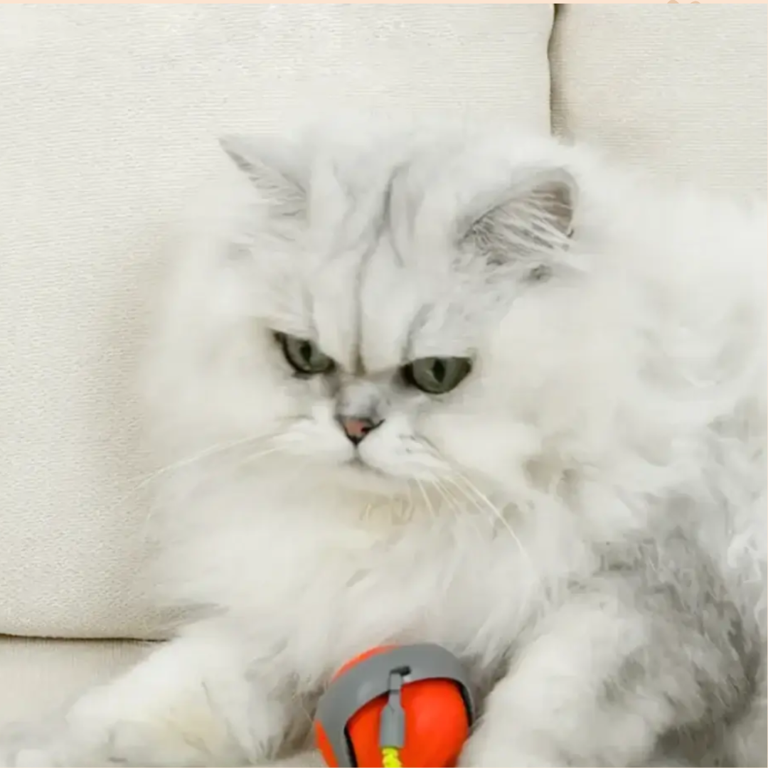 Zoomball 2.0 - Houdt katten actief en speels