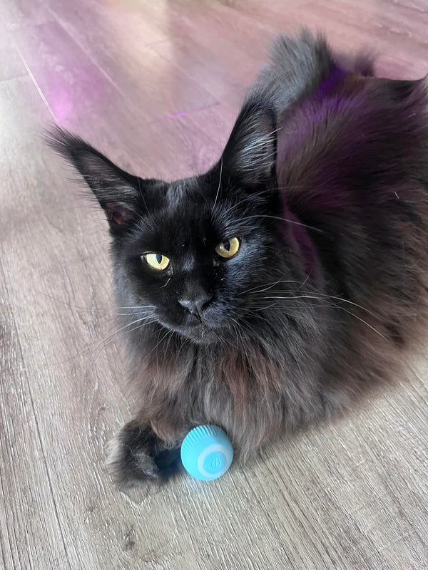Aimee | Rollend Balletje | Zelfrollend Katten Speeltje