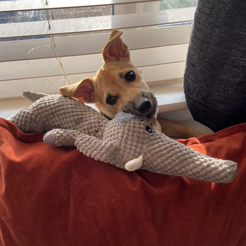 Ultra Duurzaam Onverwoestbaar Honden Kauwspeeltje
