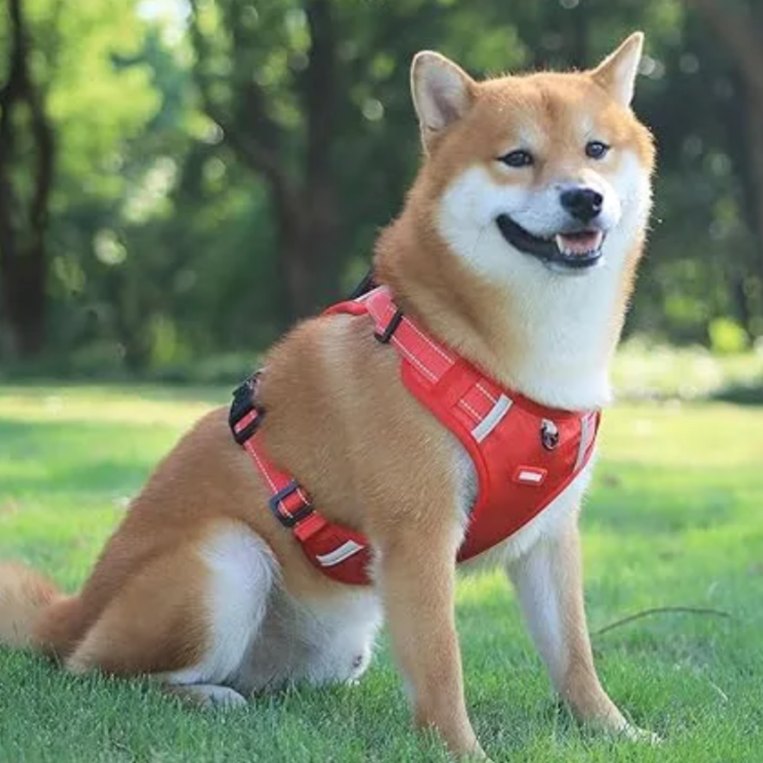 LeashFriend - Zorgt ervoor dat je hond nooit meer pijn heeft tijdens het uitlaten!