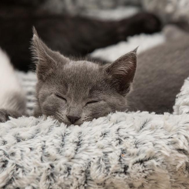 Cloud 9 Stressverlagend Bed voor Gezelschapsdieren
