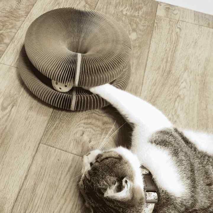 Paw Play® - Multifunctioneel Kattenspeeltje