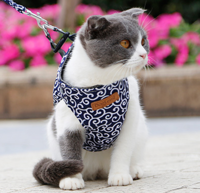 Alida | Katten harnas